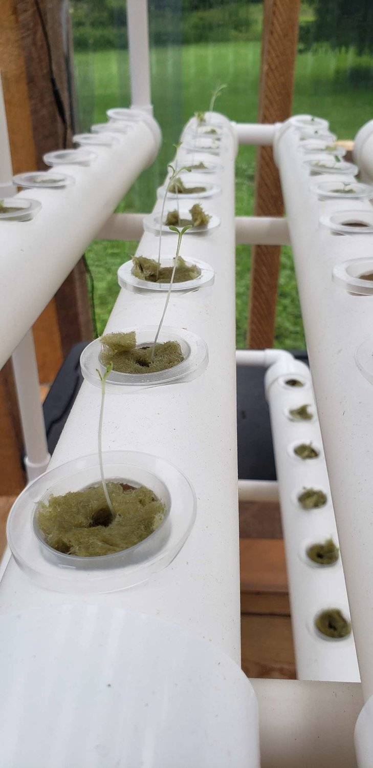 Tiny seedlings are started in moist rock wool before being planted in our hydroponic setup.